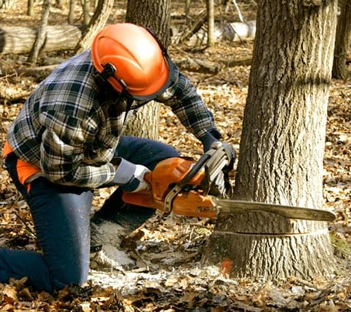 Tree Removal in Blakely Island, WA